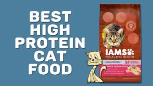 Best High Protein Cat Food