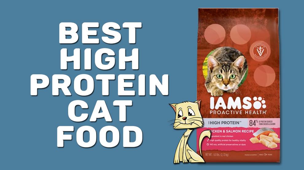 Best High Protein Cat Food