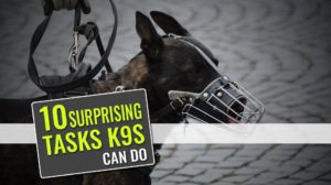 10 Surprising Tasks K9s Can Do