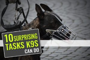 10 Surprising Tasks K9s Can Do