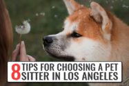 Choosing A Pet Sitter In Los Angeles