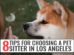 Choosing A Pet Sitter In Los Angeles