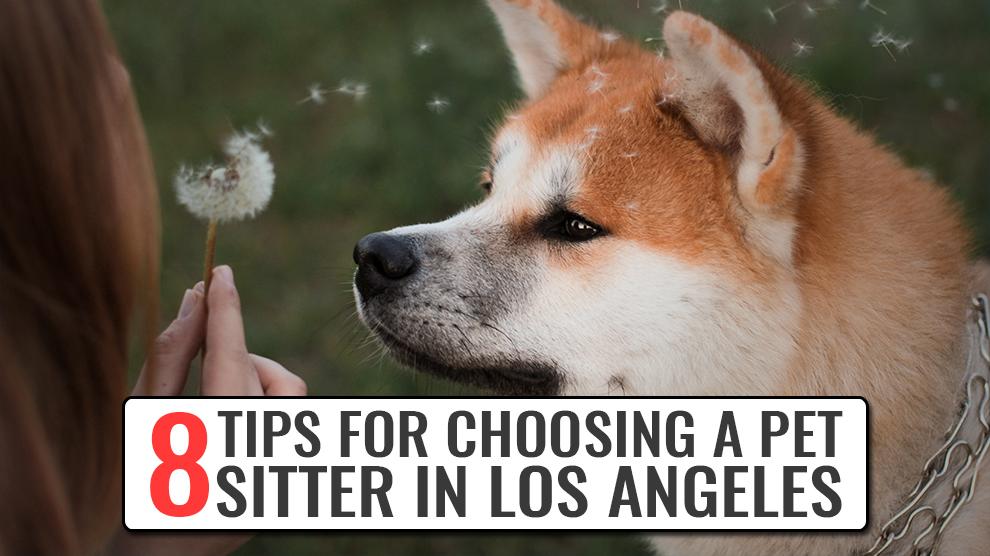 Choosing A Pet Sitter In Los Angeles
