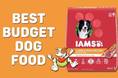 Best Budget Dog Food