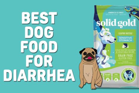 Best Dog Food For Diarrhea