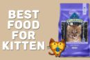 Best Food For Kitten