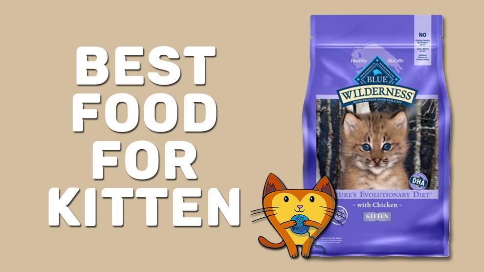 Best Food For Kitten