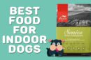 Best Food For Indoor Dogs