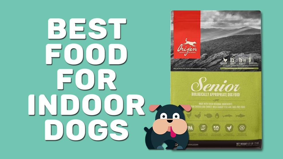 Best Food For Indoor Dogs