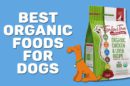 Best Organic Foods For Dogs