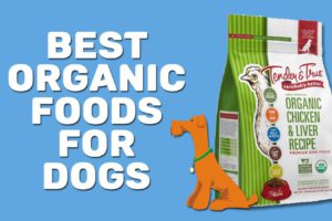 Best Organic Foods For Dogs