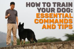 How To Train Your Dog Essential Commands And Tips