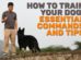 How To Train Your Dog Essential Commands And Tips