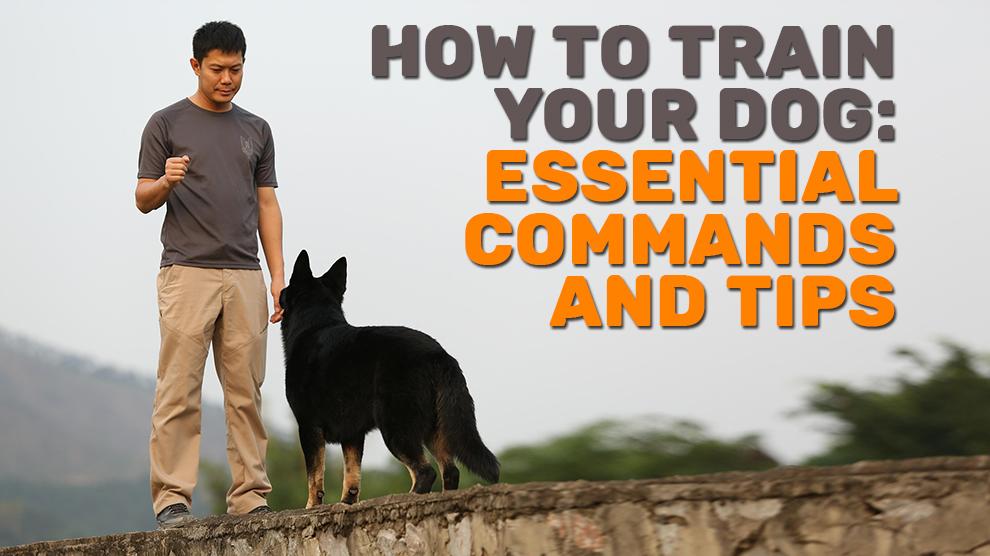 How To Train Your Dog Essential Commands And Tips