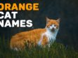 Orange Cat Names