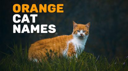 Orange Cat Names