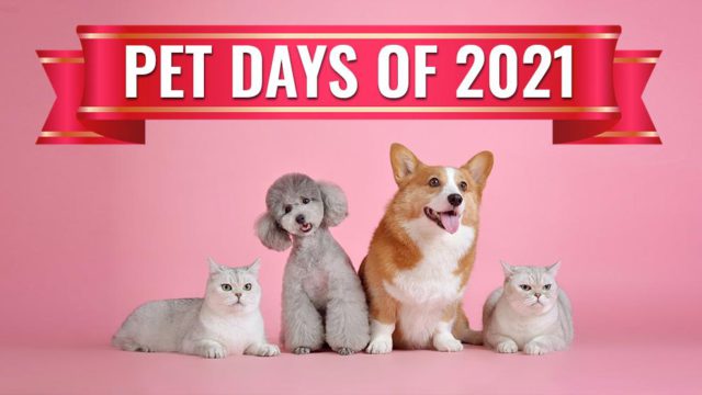 Pet Holidays 2021 - Celebrate Your Pet Throughout The Year - Petmoo