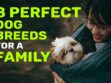 Dog Breeds For A Family