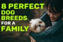 Dog Breeds For A Family