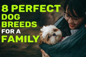 Dog Breeds For A Family