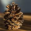 Are Pine Cones Bad For Dogs