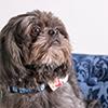 Are Shih Tzu Hypoallergenic