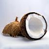 Can Dogs Eat Coconut