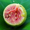 Can Dogs Eat Guava