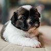 Does Shih Tzu Bite