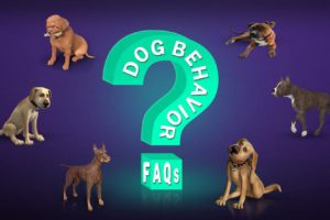 Dog Behavior FAQs