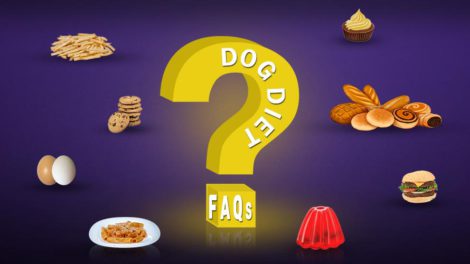 Dog Diet FAQs