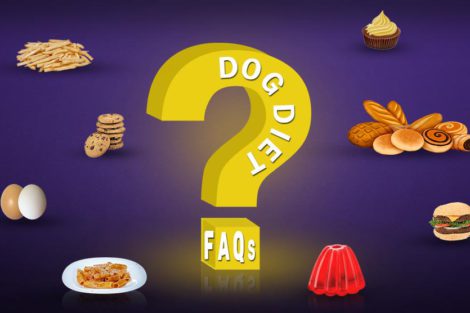 Dog Diet FAQs