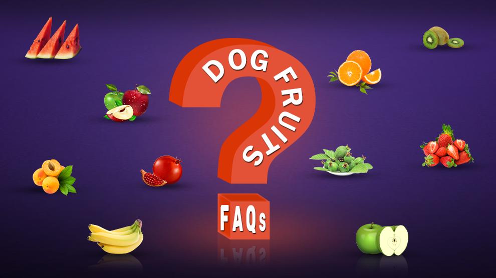Dog Fruits FAQs Frequency Asked Questions Petmoo