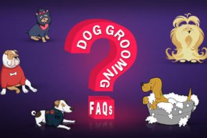 Dog Grooming FAQs