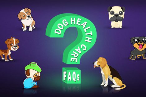 Dog Health Care FAQs