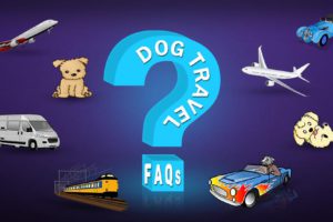 Dog Travel FAQs