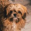 How Long Shih Tzu Live