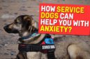 How Service Dogs Can Help You With Anxiety?