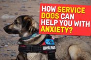 How Service Dogs Can Help You With Anxiety?