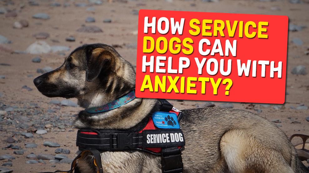 are service dogs allowed to help with anxiety