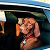 How To Treat Travel Sickness In Dogs