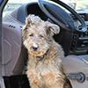 How to get dog hair out of car carpet