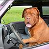 How to get dog hair out of car