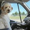 How to travel with a dog in a car