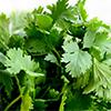 Is Cilantro Bad For Dogs