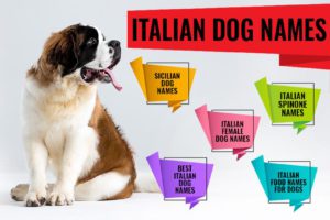 Italian Dog Names