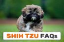 Shih Tzu FAQs