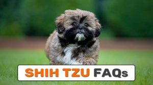 Shih Tzu FAQs