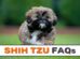 Shih Tzu FAQs