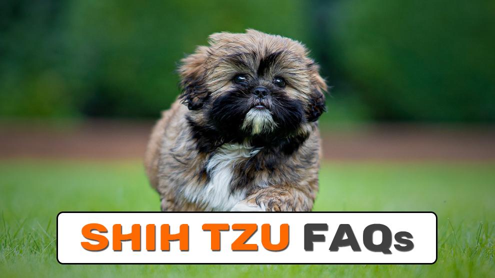 Shih Tzu FAQs